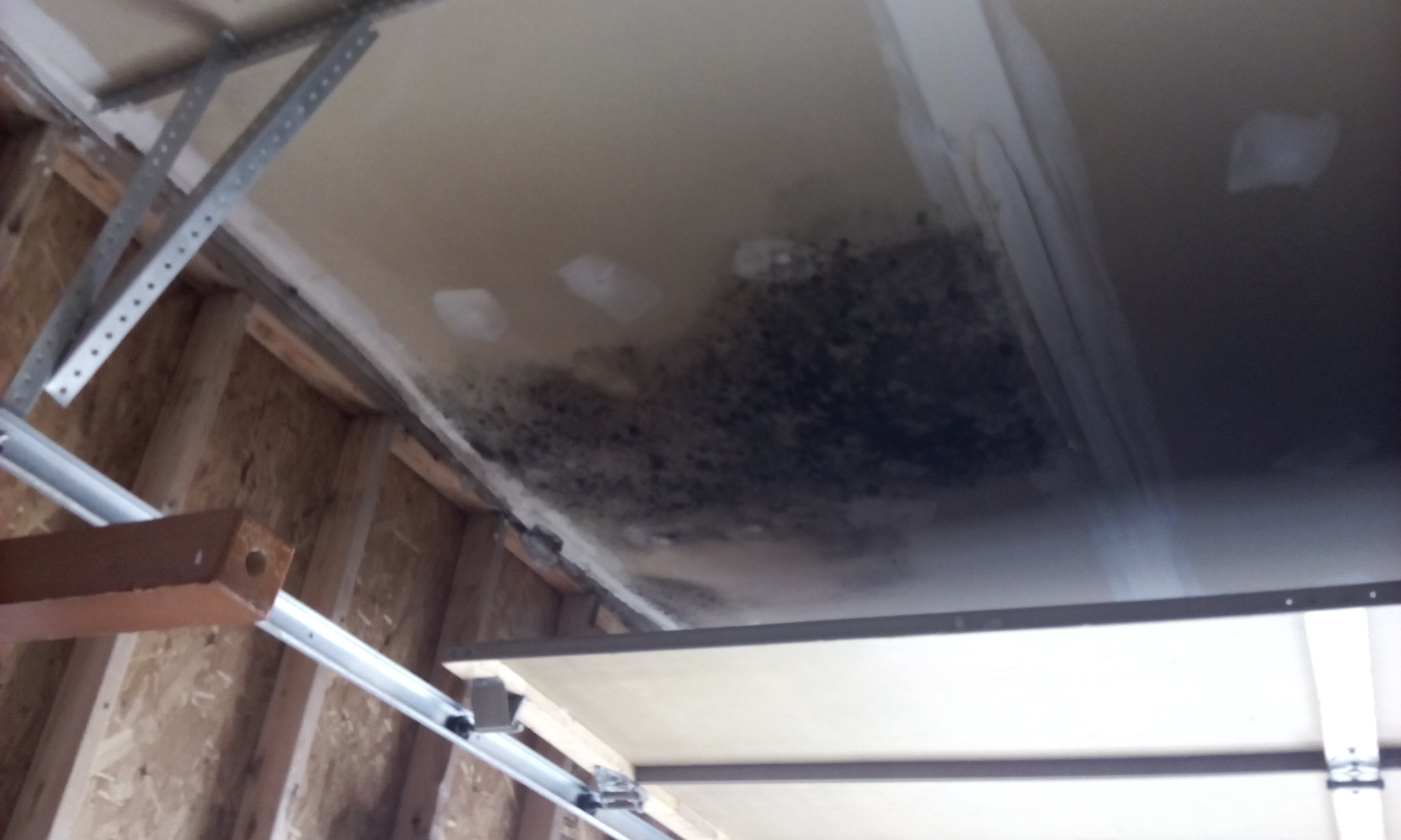 Mold Removal Costs